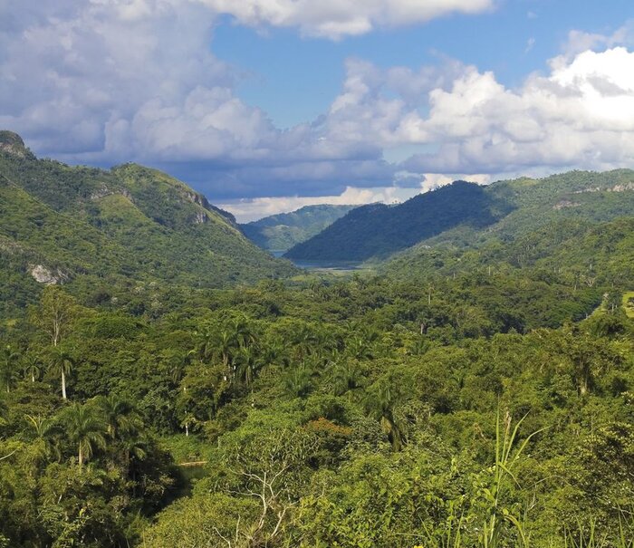Blick über den Regenwald