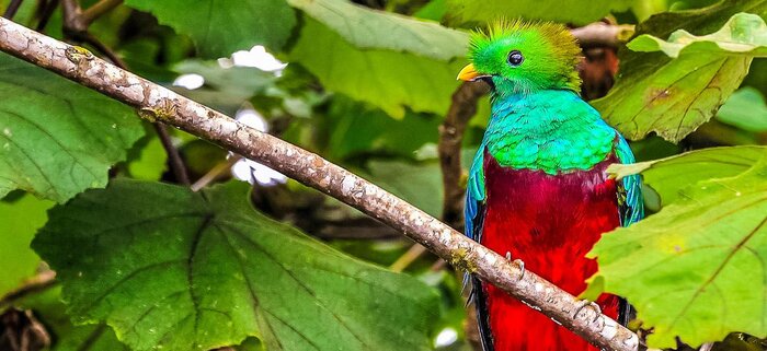 Quetzal im Savegre-Tal