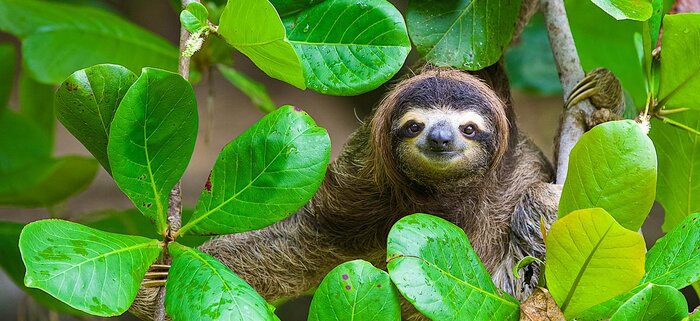 Neugieriges Faultier