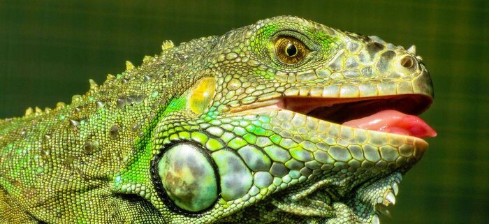 Grüner Leguan
