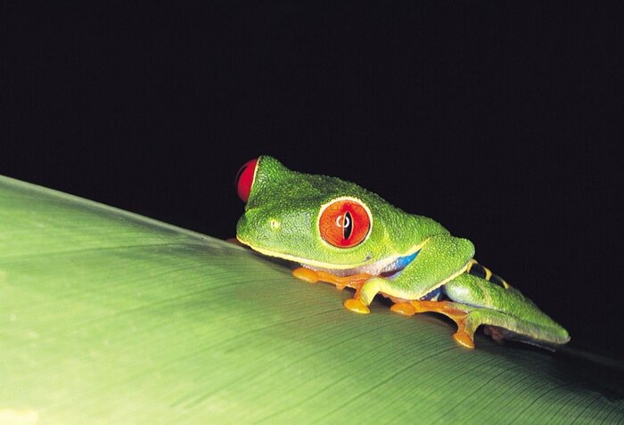 Amerikanischer grüner Baumfrosch