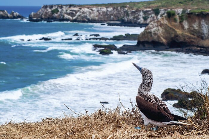 Ein Blaufußtölpel genießt die Aussicht...