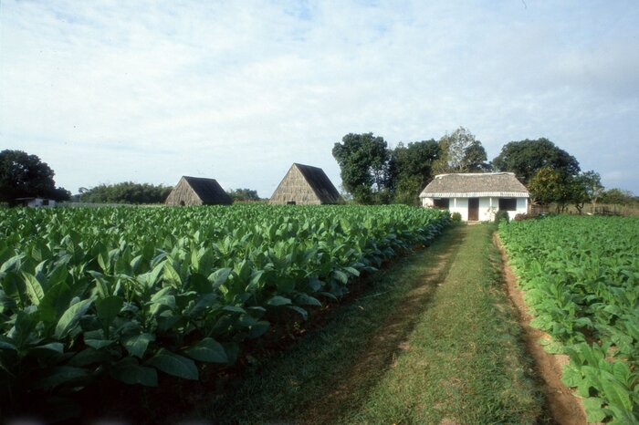 Tabakplantage ©Kubanisches Fremdenverkehrsamt