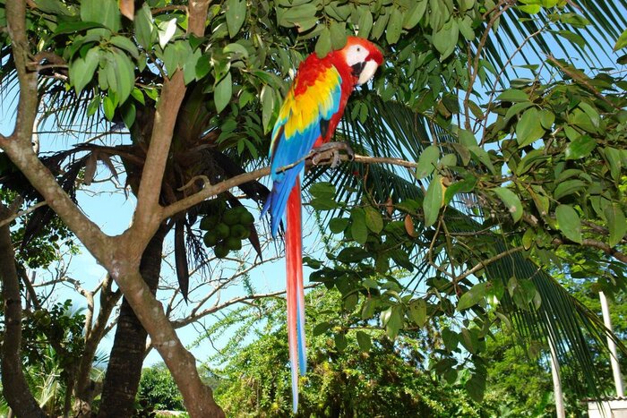 Ara auf den Solentiname Inseln