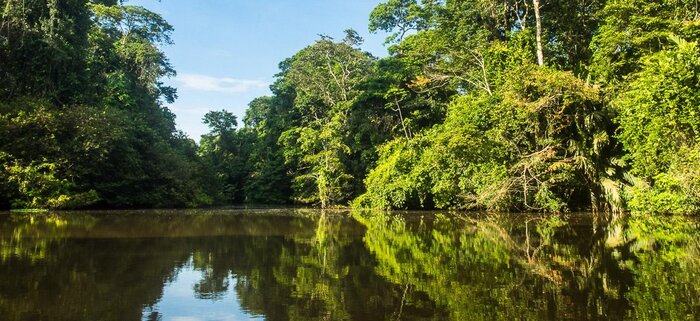 Tortuguero Regenwald