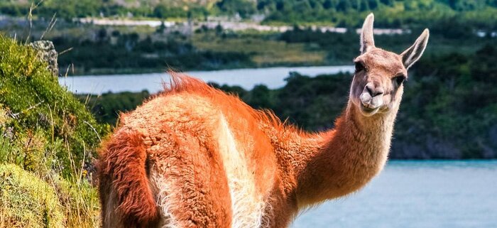 Auge in Auge mit einem Guanako