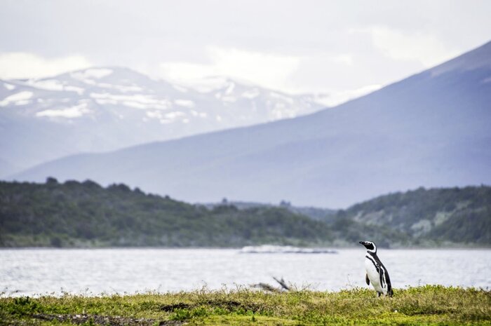 Magellanpinguin im Beagle Kanal (Matthew Williams-Ellis)