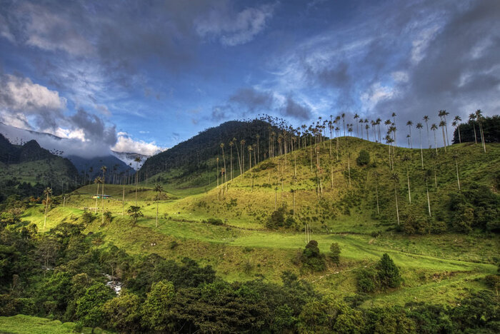Cocora Tal