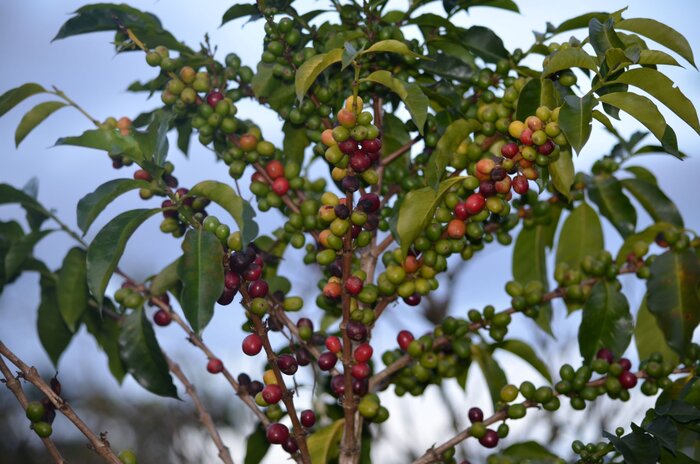 Kaffeebohnen am Strauch