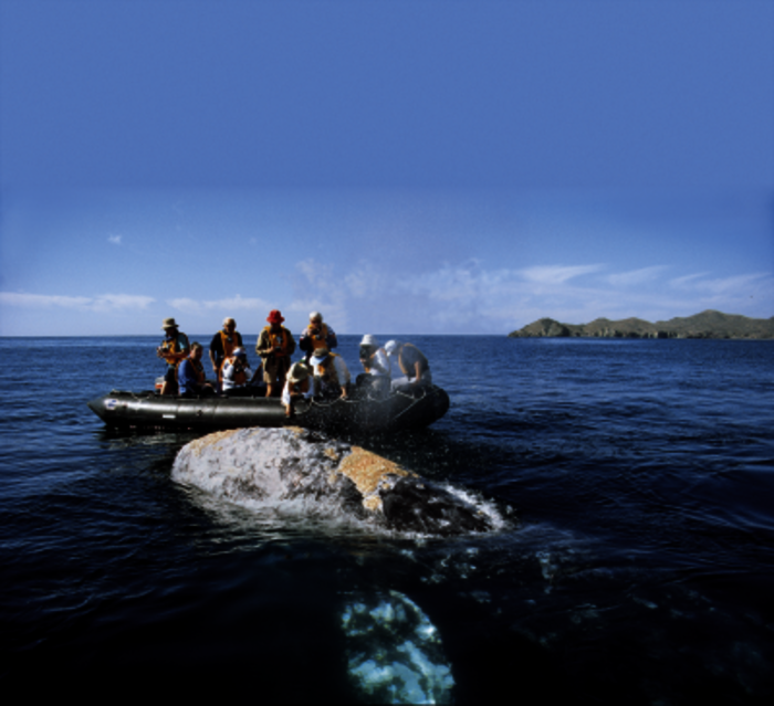 Hautnahe Begegnung mit einem Grauwal