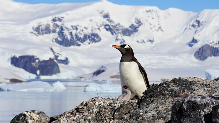 Pinguin mit Jungtieren