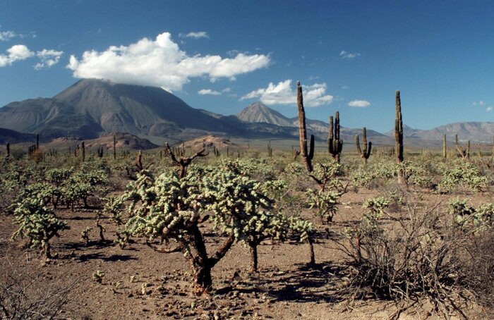 Kakteenlandschaft auf der Baja