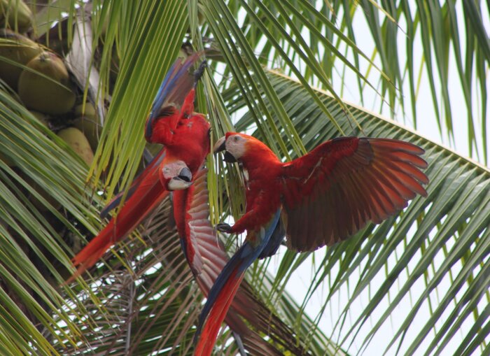 Hellrote Aras im Dschungel
